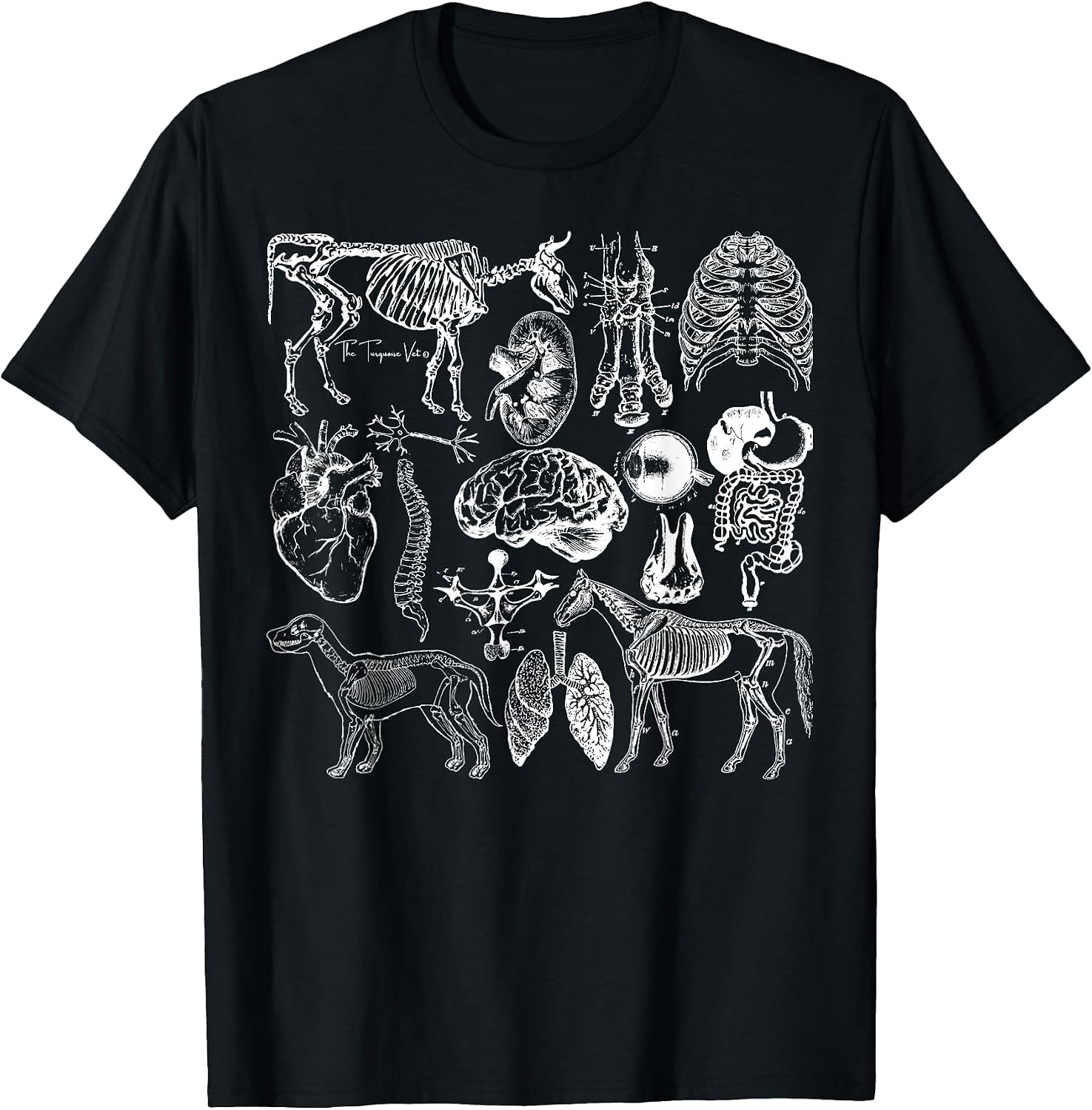 Veterinary Anatomy