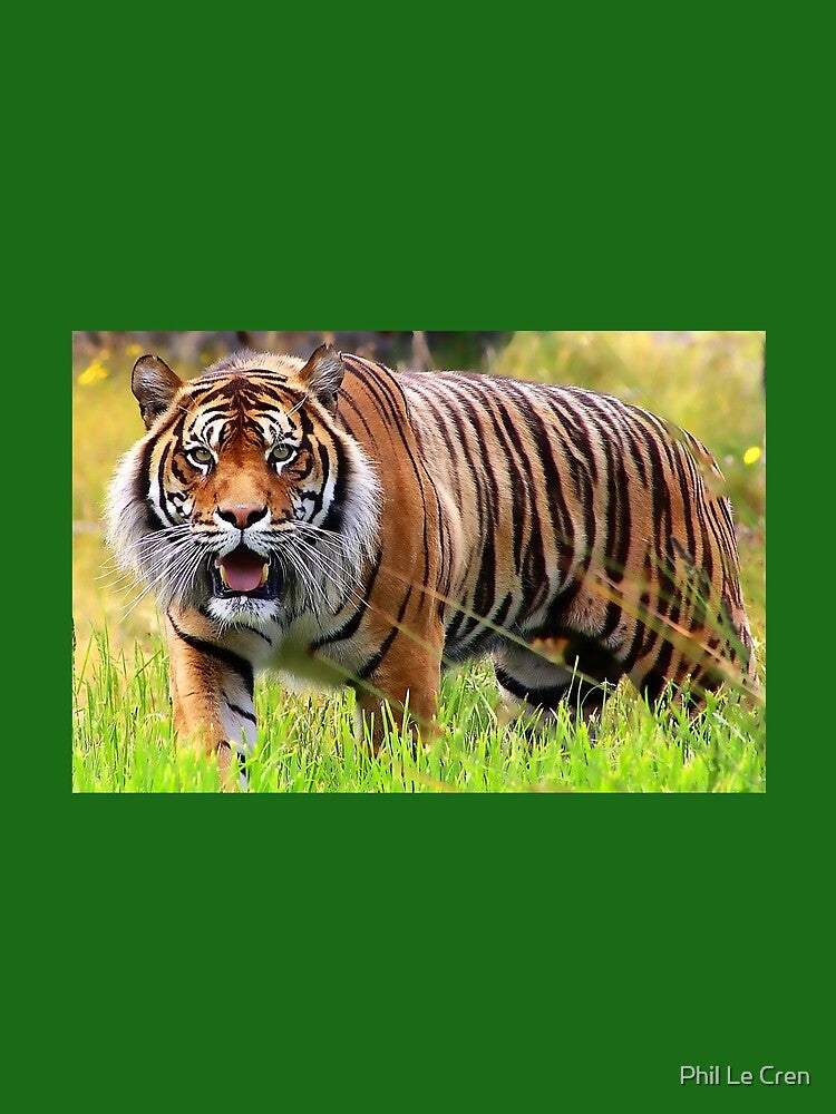Sumatran Tiger (2) by Phil Le Cren