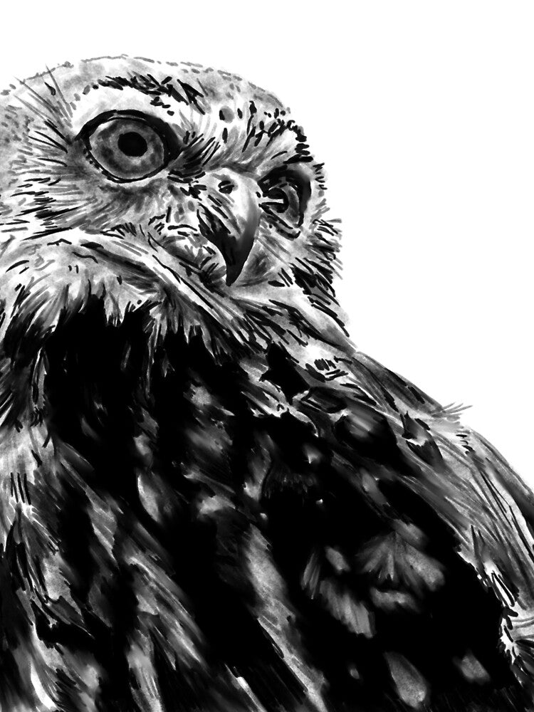 Barn Owl by atomicblizzard