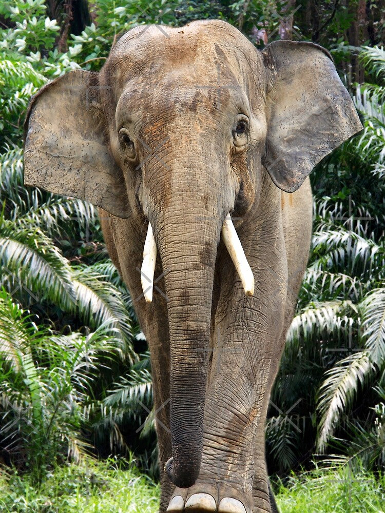 Male elephant by pawprintz