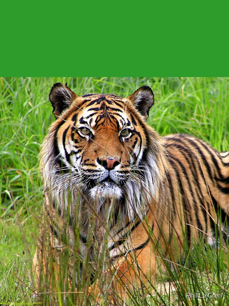 Sumatran Tiger (5) by Phil Le Cren
