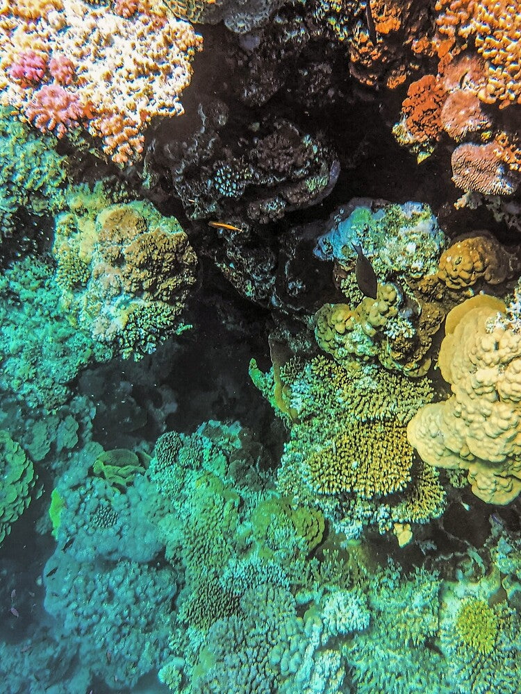 Underwater Coral Colonies in the Red Sea by S Y N T H R E A L M