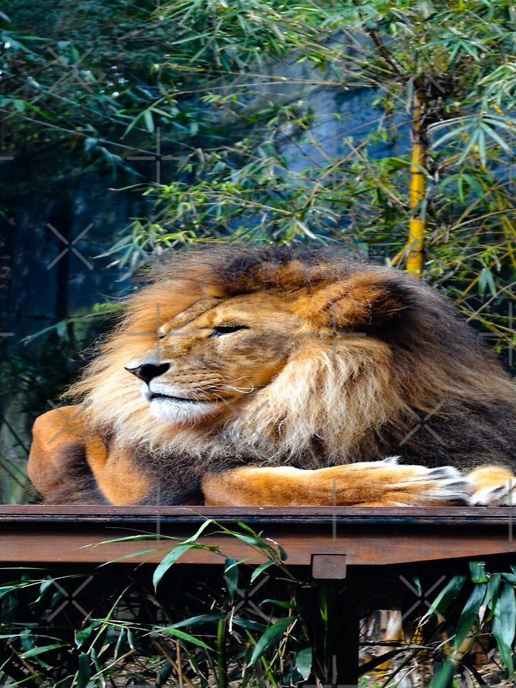 Zoo Lounging Lion Cat by Alladin7