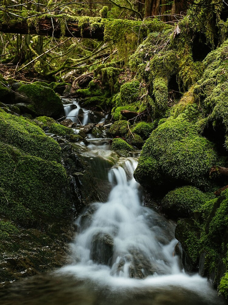 Mossy cascades by millivedder