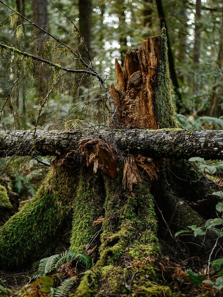 Mossy by millivedder