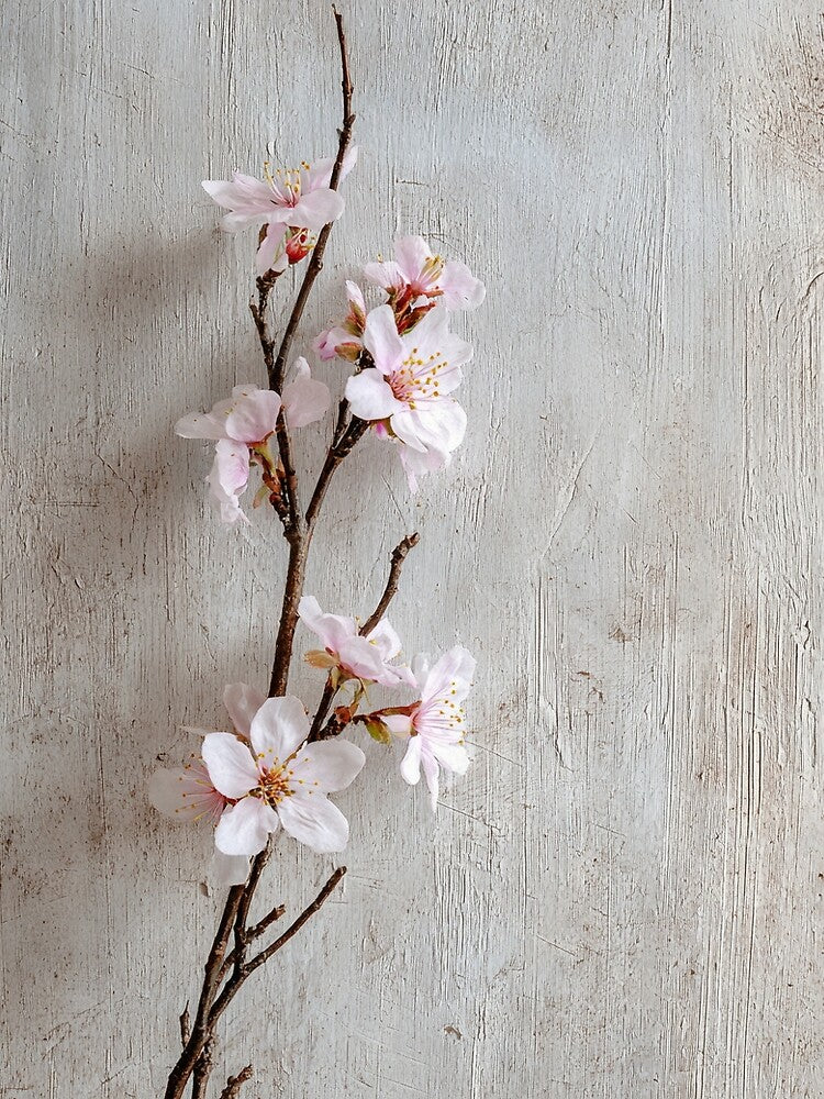 Minimalist Cherry Blossom Branch | Wabi-Sabi Floral Photography Art by FlowNestStudio