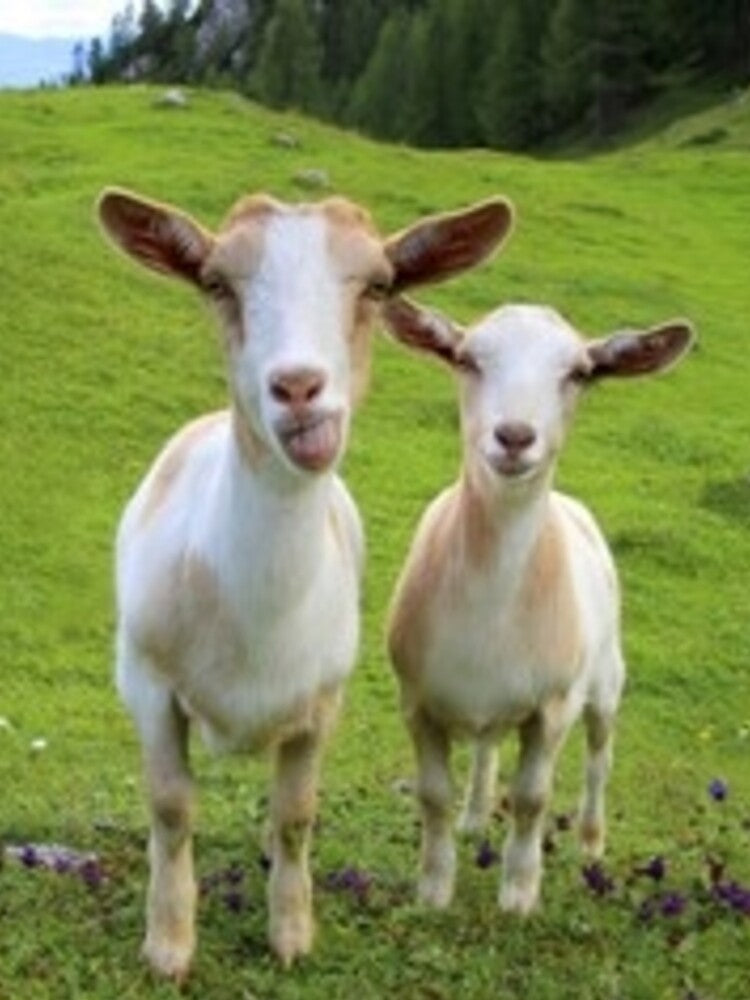 Silly Goat Tongue by Dbanksdesign