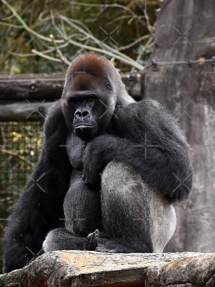 Gorilla Resting On A Rock by KillNFuel