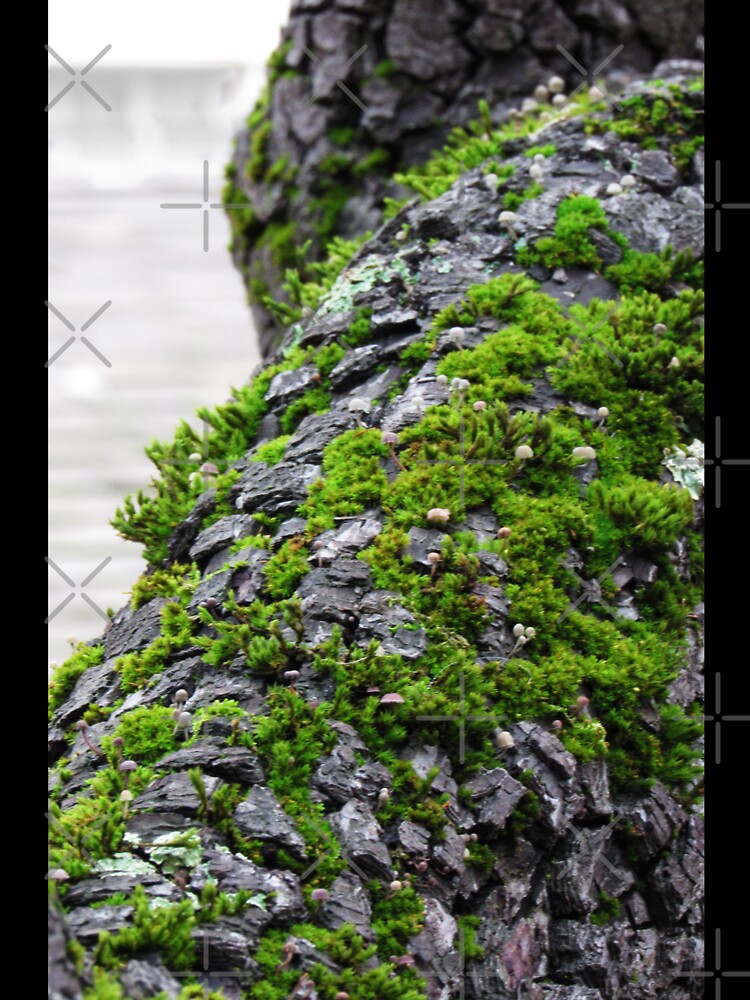 moss by That-ArtGirl