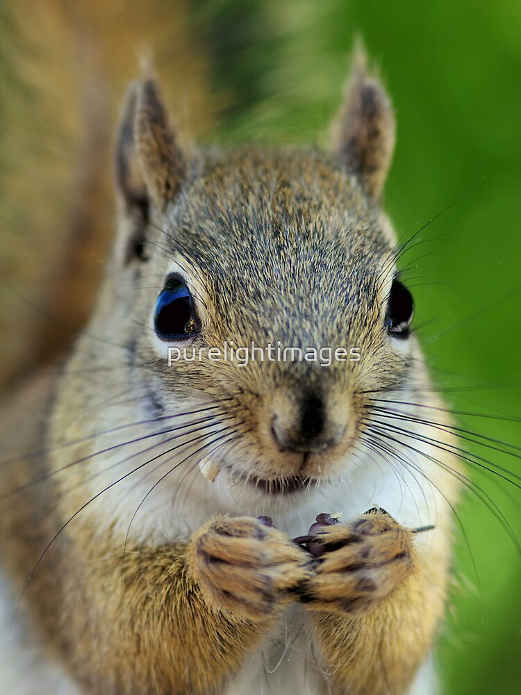 Squirrel's lunch time by purelightimages
