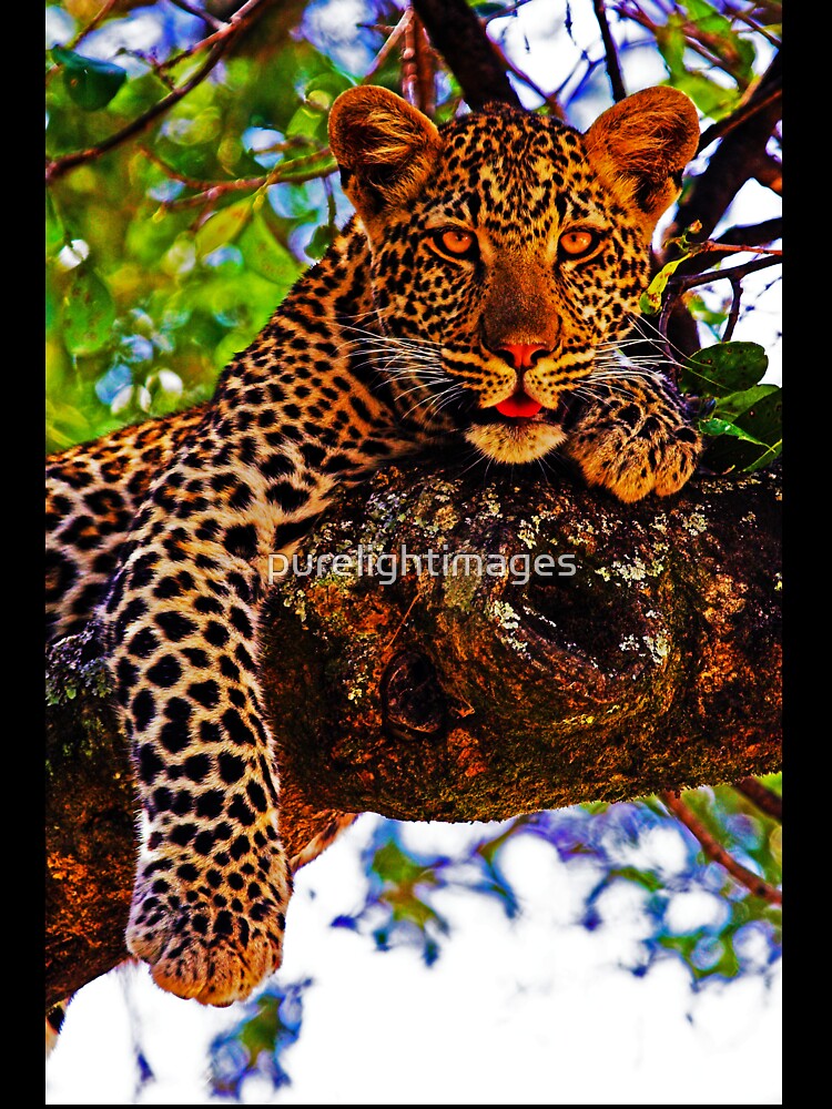 Relaxed Leopard by purelightimages