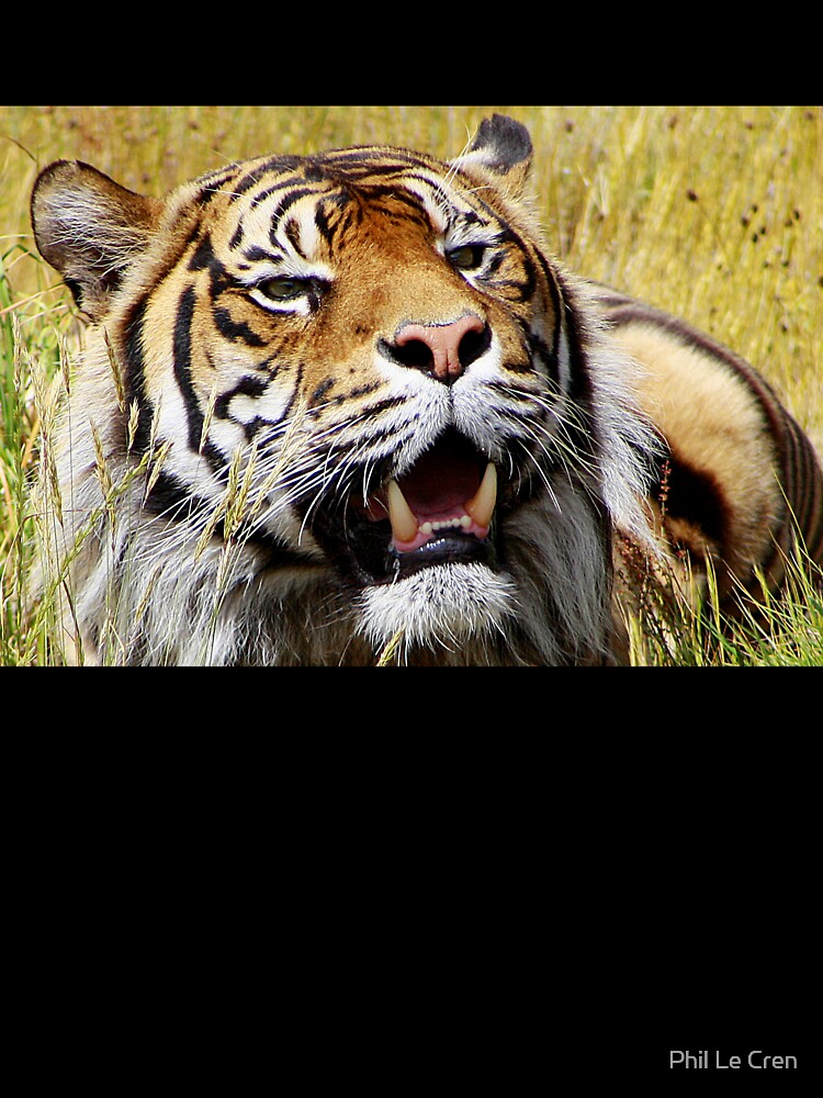 Sumatran Tiger (8) by Phil Le Cren