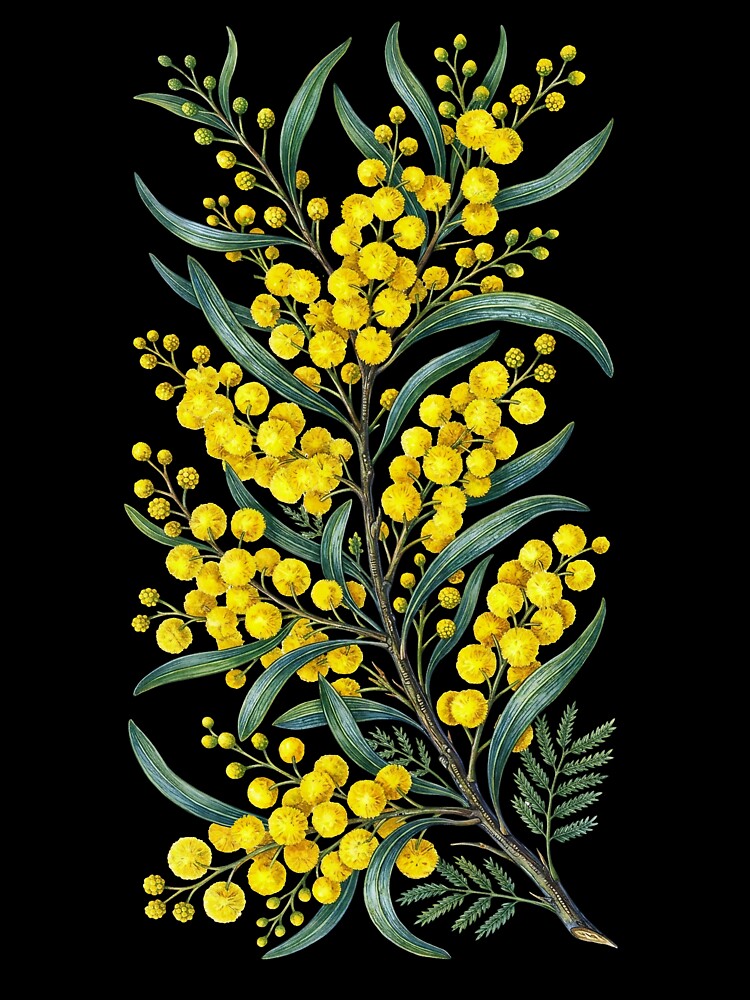 Golden Wattle Flower Watercolor Botanical Art by LinaValearte