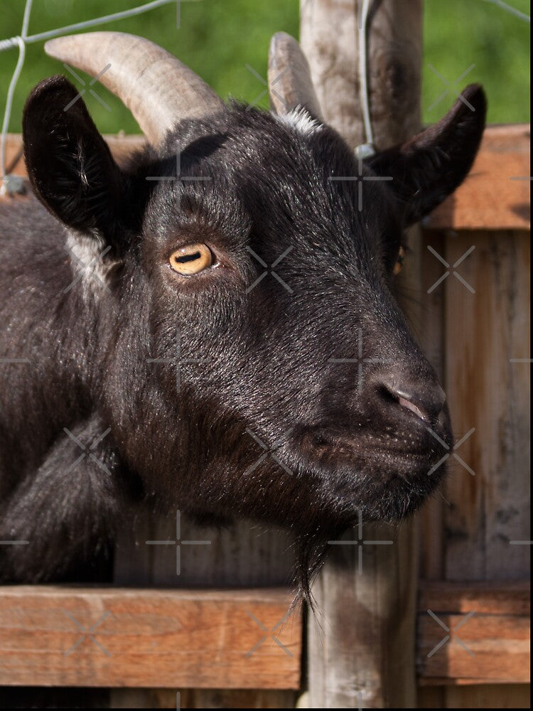 Funny goat - black goat by animal-animal