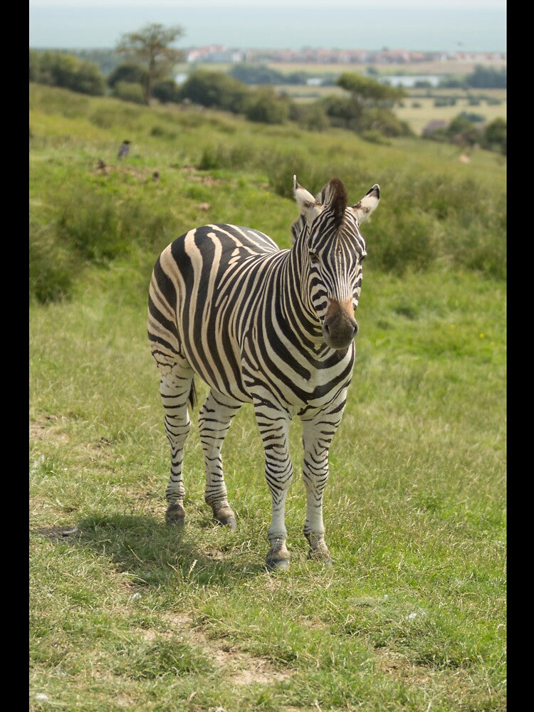 Zebra by Conservation Art Emporium