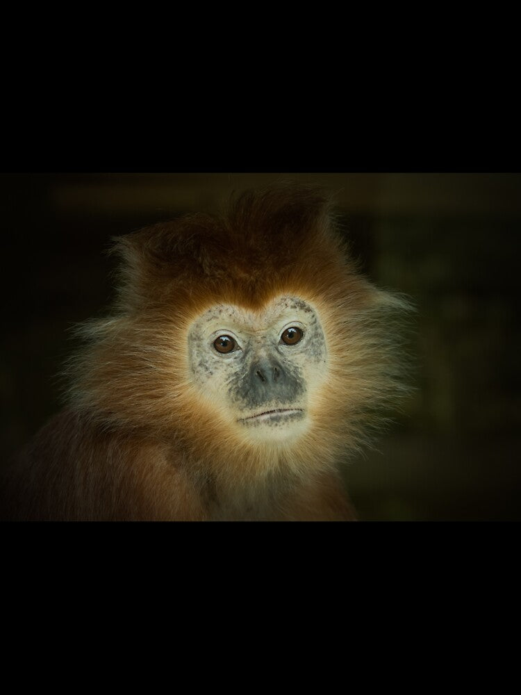 Javan Langur by Conservation Art Emporium