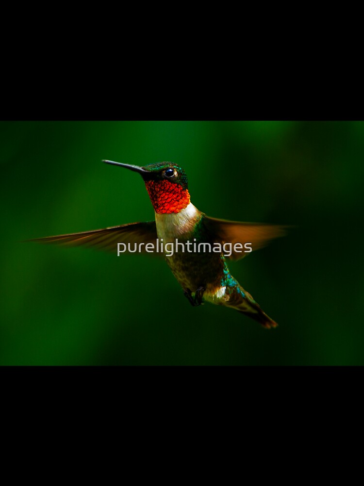 Ruby Throated Humming Bird by purelightimages