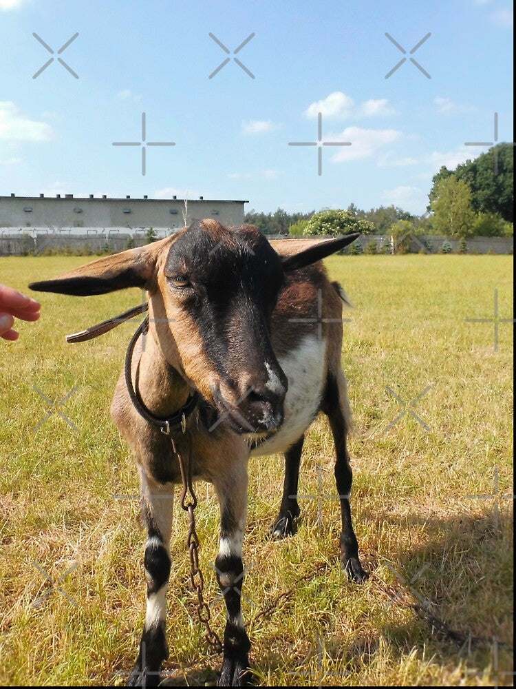 Goat farm by animal-animal