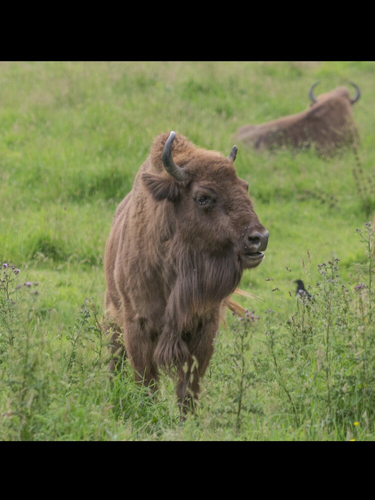 European Bison by Conservation Art Emporium