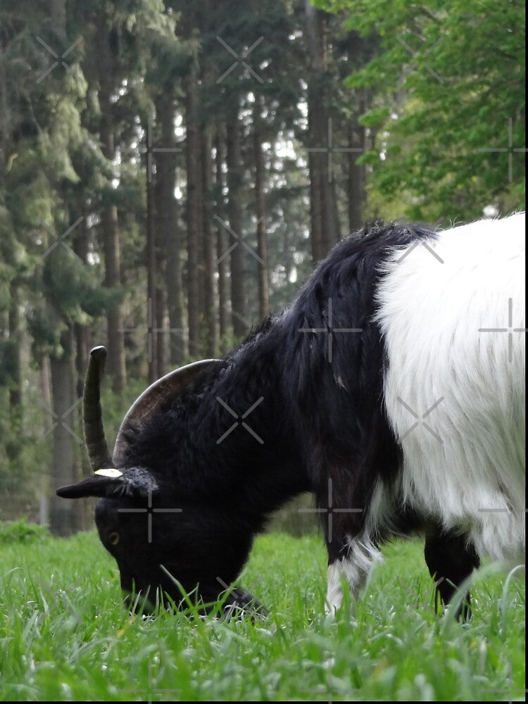 Goat farm - white goat - black goat by animal-animal