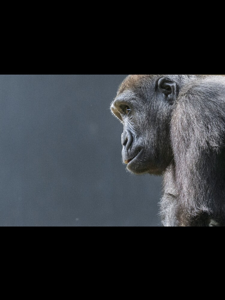 Gorilla by Conservation Art Emporium