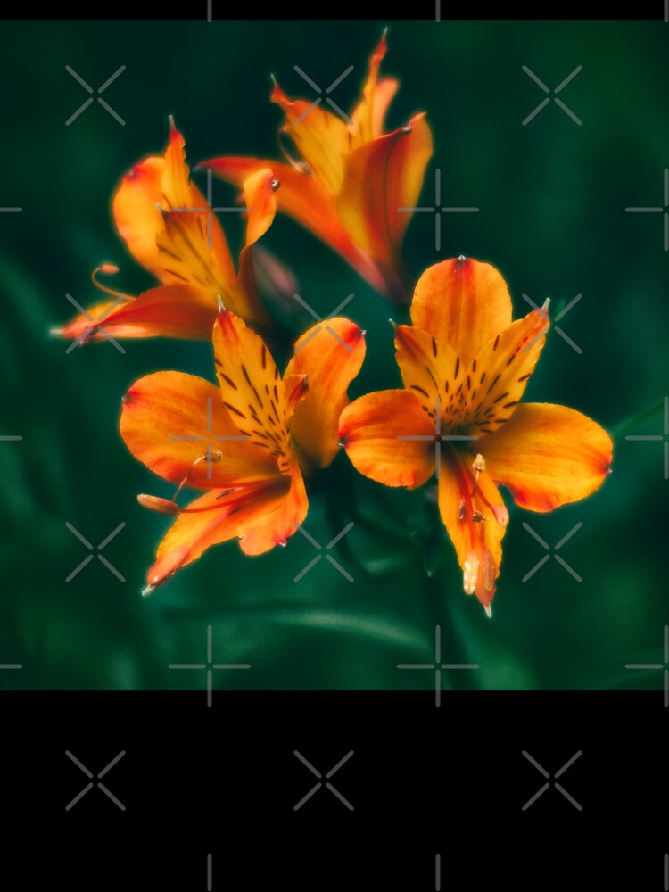 Saint Martin's Lilies by ElderIslesPress