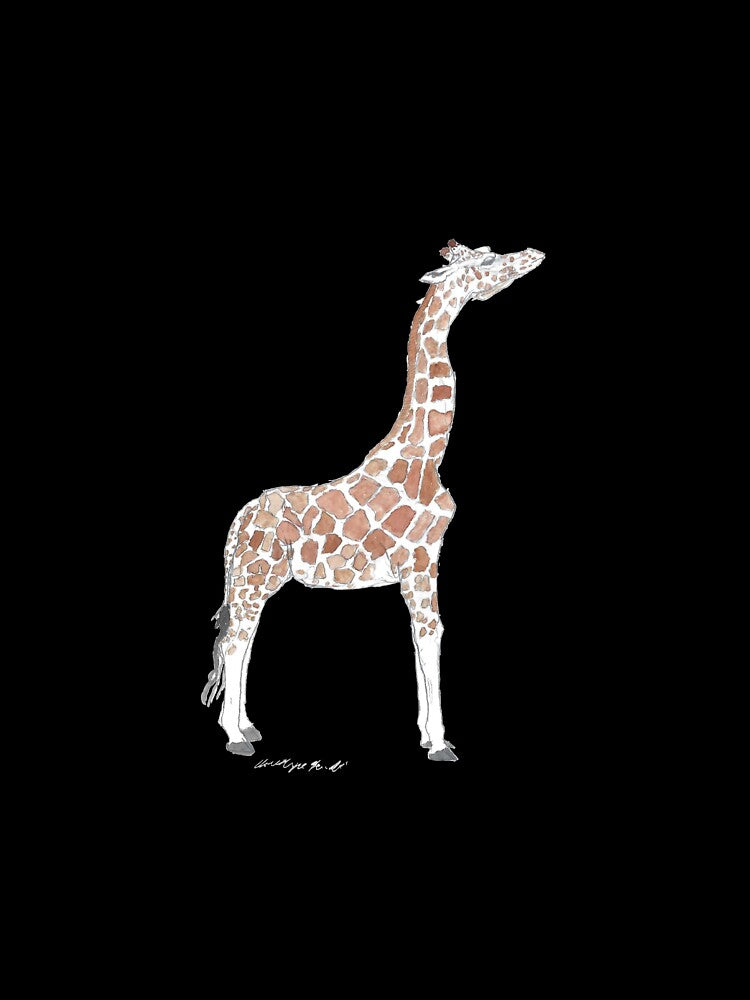 Reticulated Giraffe (Giraffa reticulata) by chrisnature