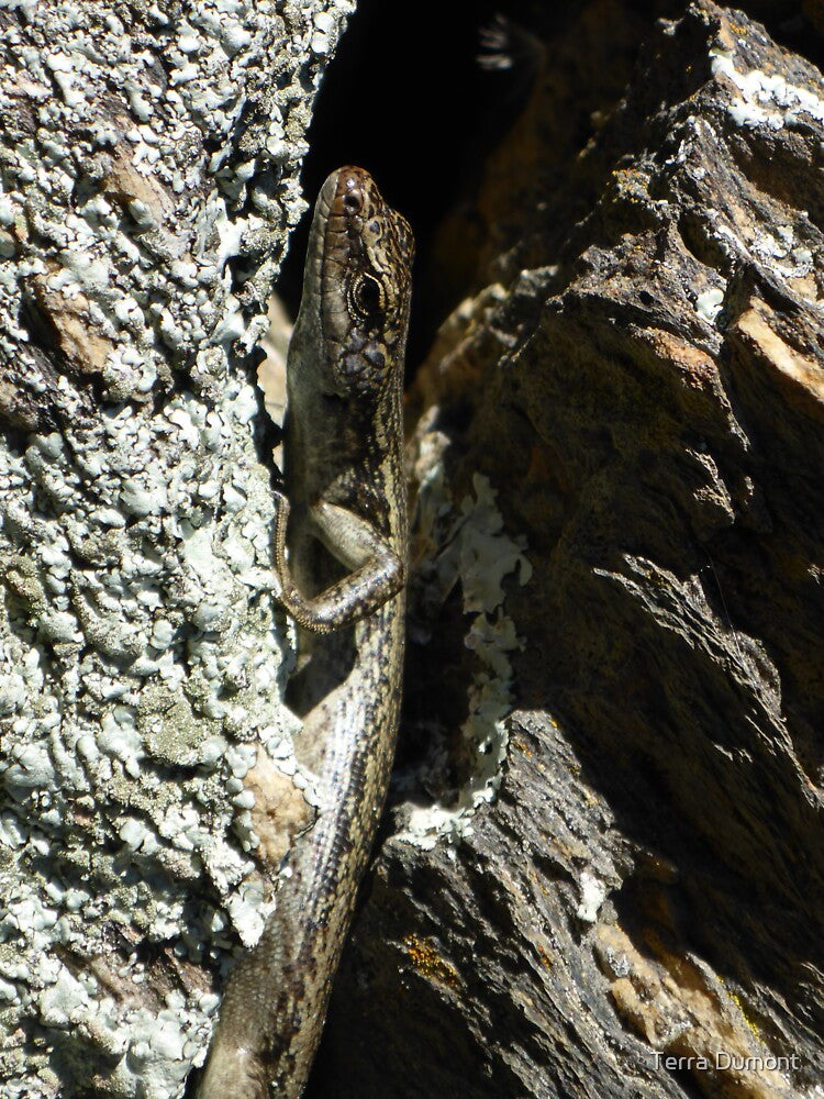 Grand Skink by Terra Dumont