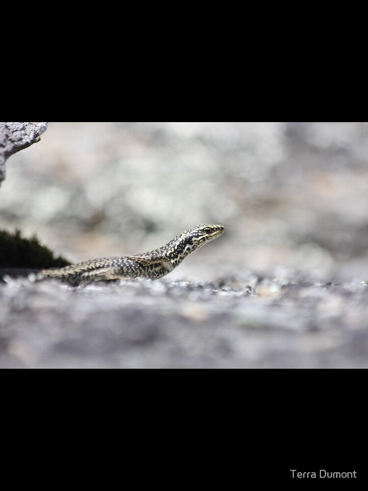 Grand skink - sunbathing by Terra Dumont