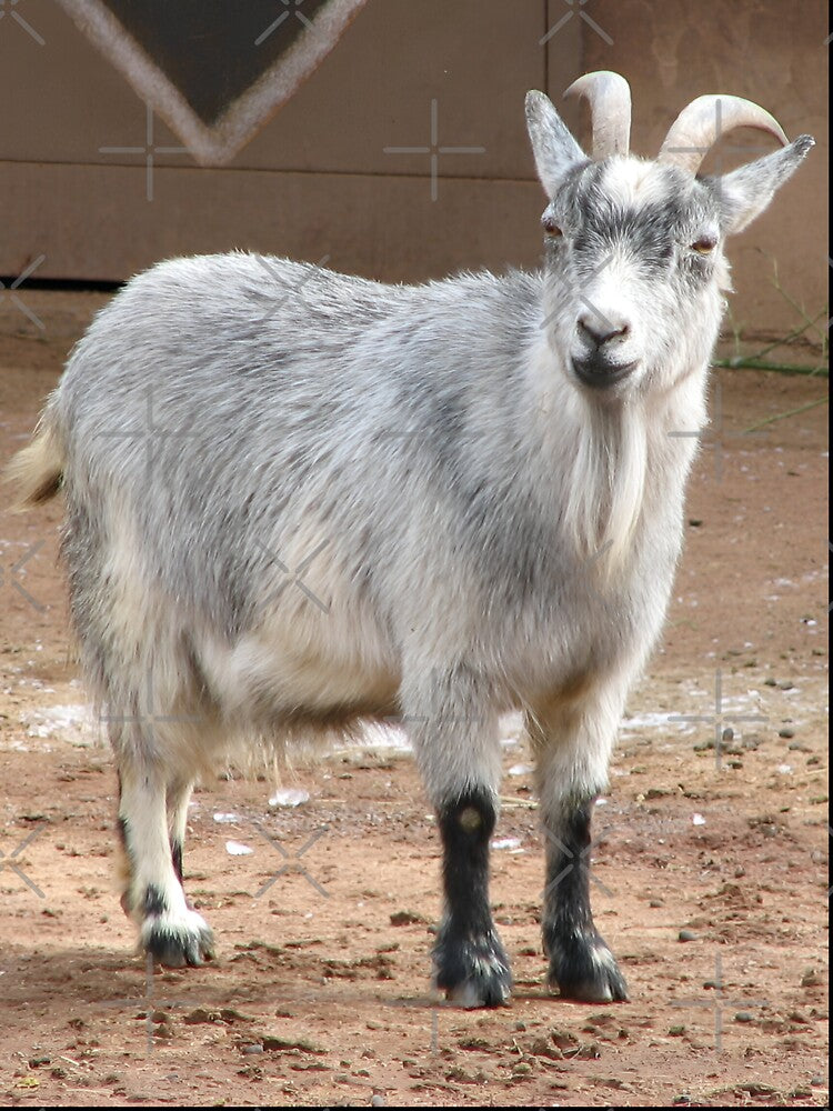 White goat by animal-animal