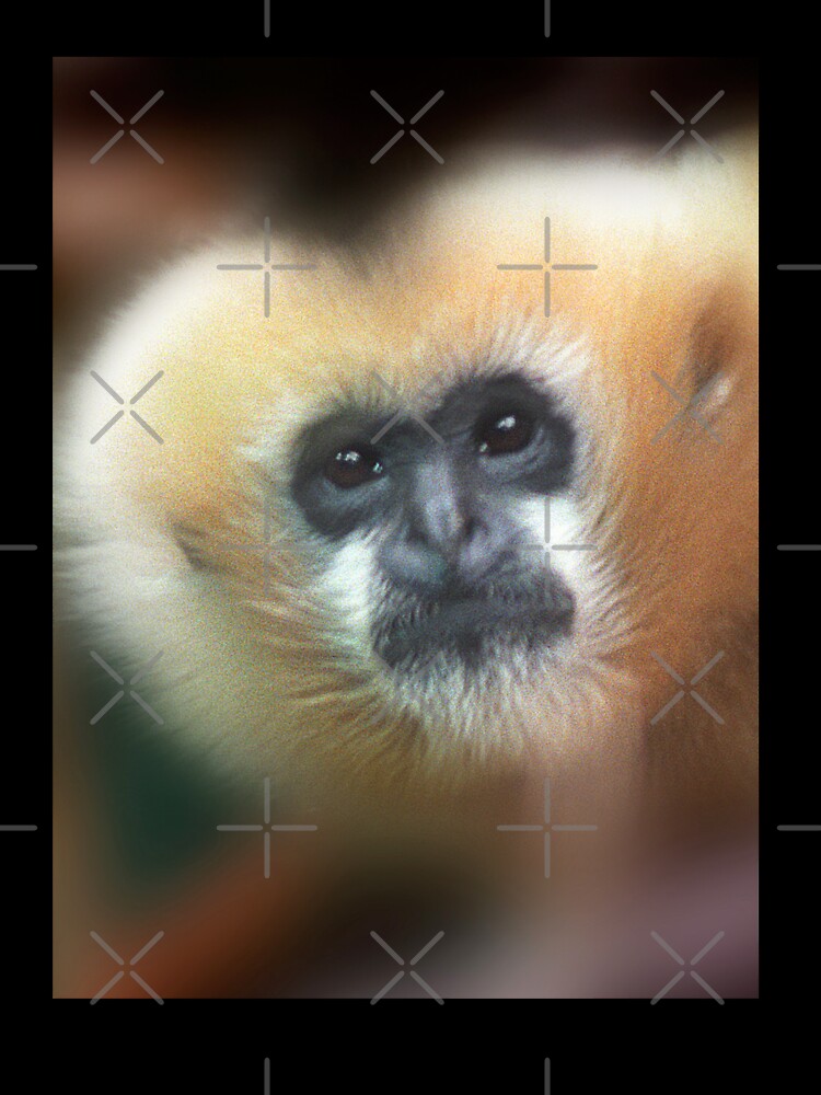 Gibbon ape staring at camera by dangerouslyclos