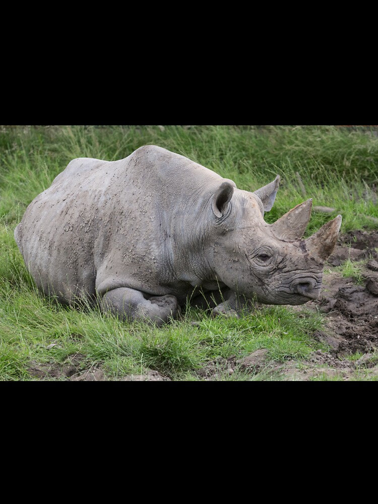 Black Rhino by Conservation Art Emporium