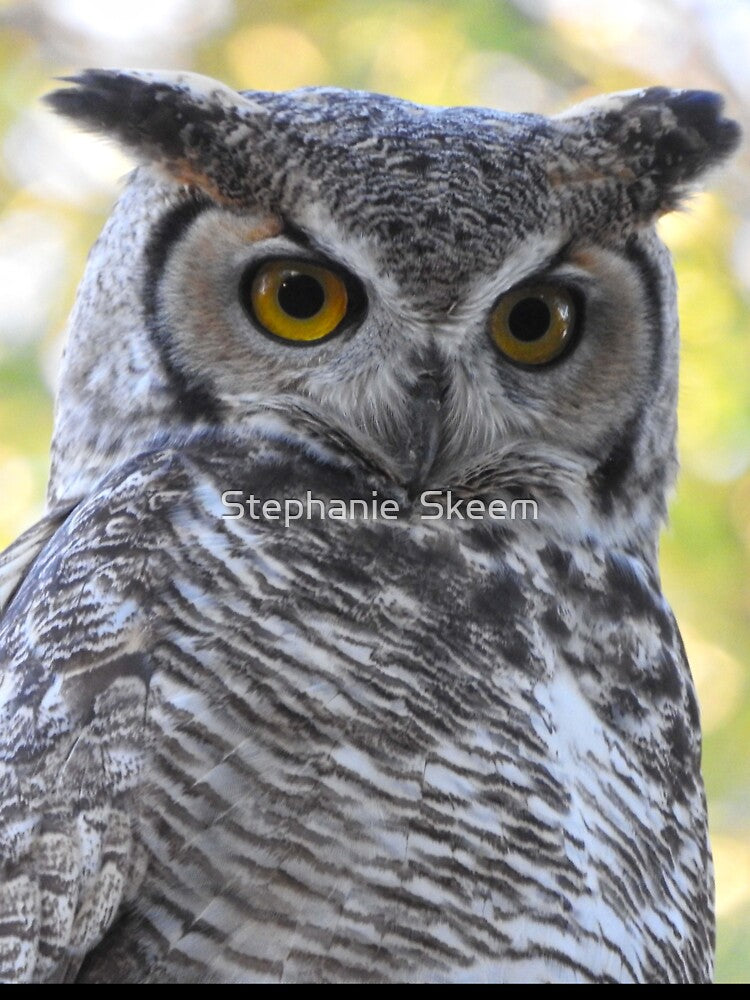 Beautiful horned owl by Stephanie  Skeem