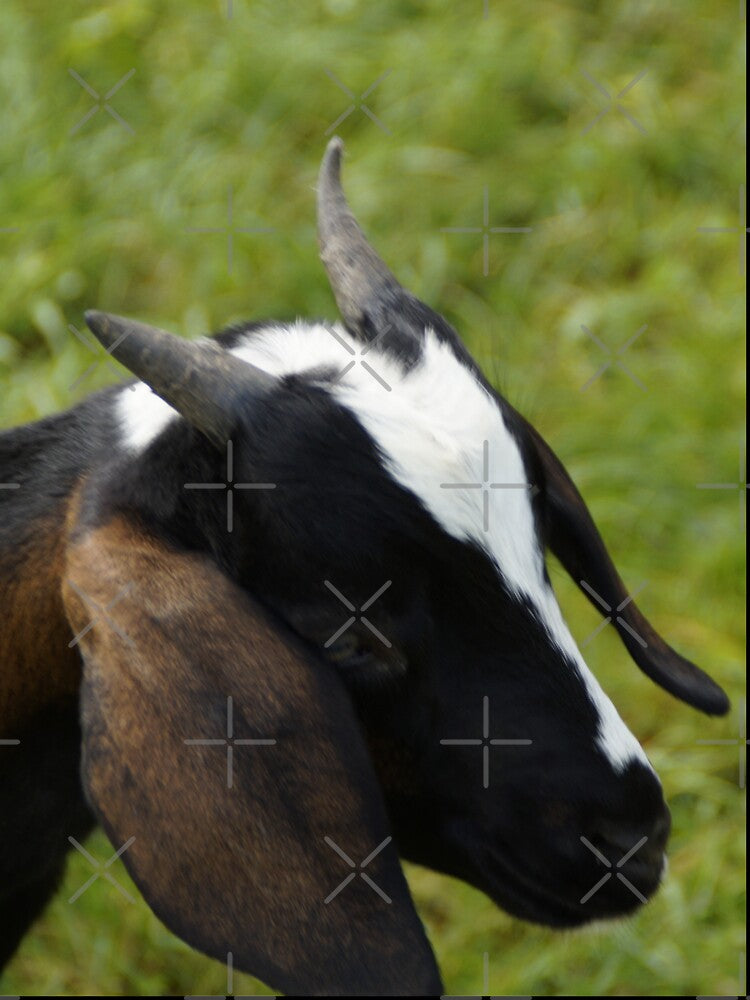 Goat farmer -  pygmy goat by animal-animal