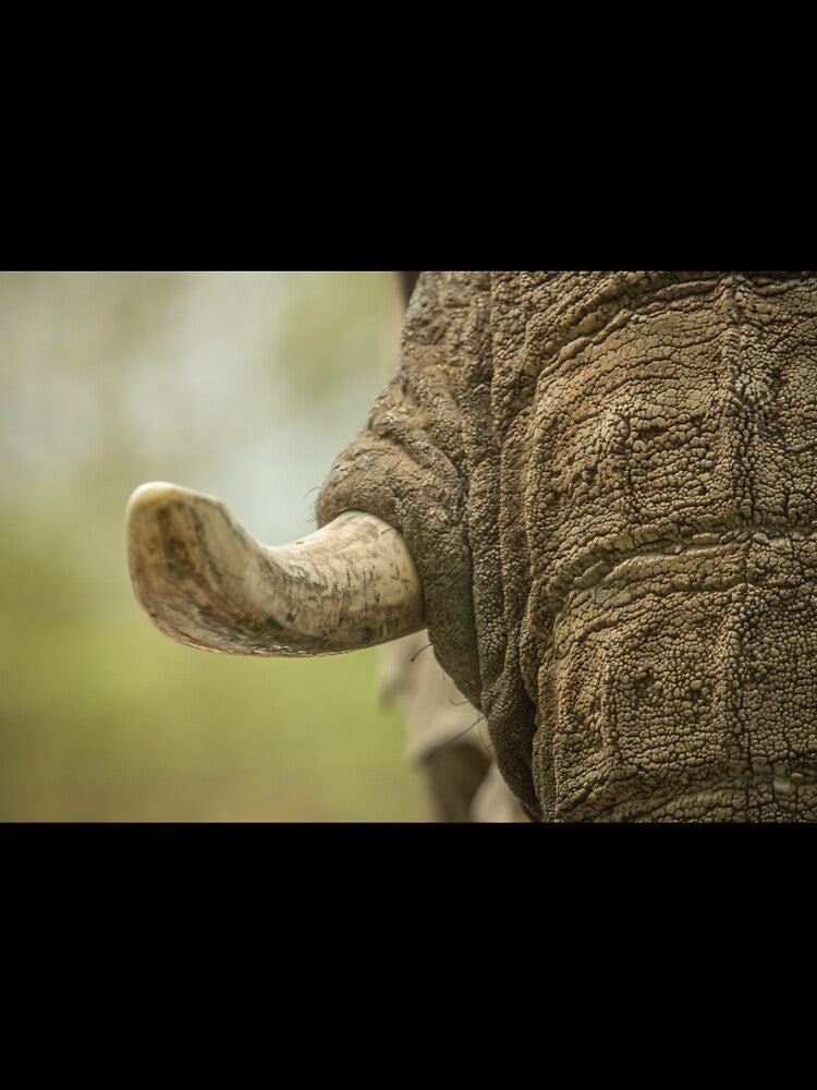 Elephant Tusk by Conservation Art Emporium