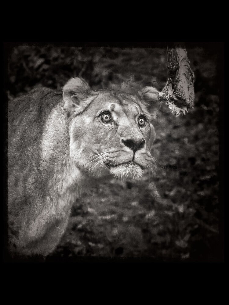 Lion Black & White by Conservation Art Emporium