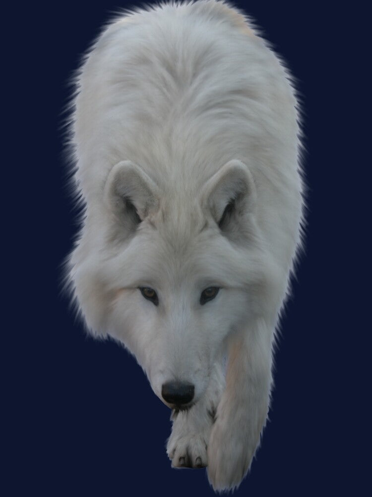 Sneaky White Wolf by HazyNZ
