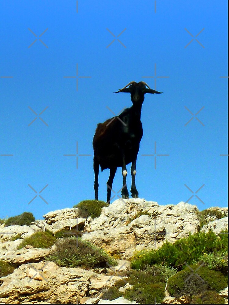 Black goat -  mountain goat by animal-animal