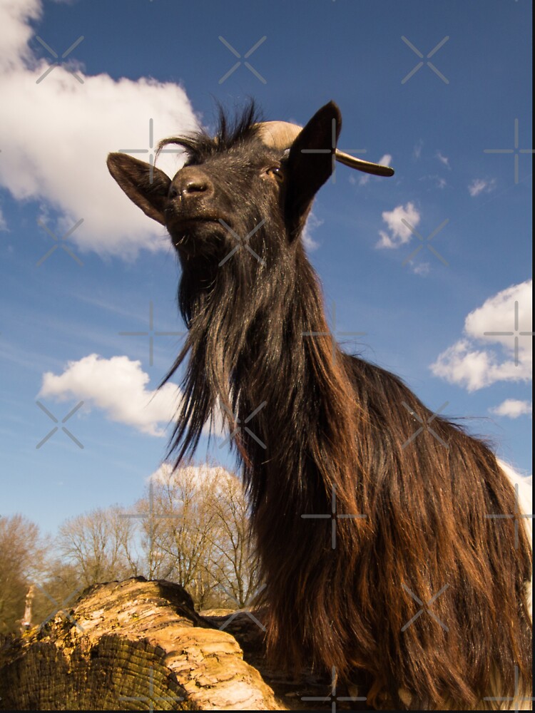 Goat farm - Funny goat - black goat by animal-animal