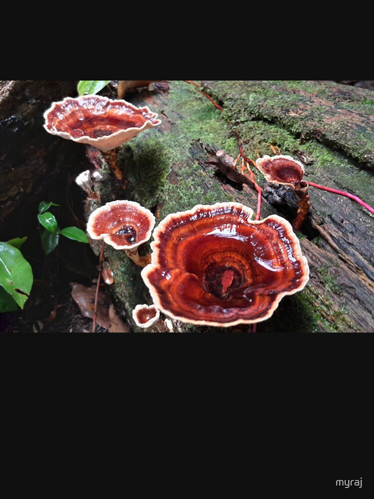 Orange Braken Fungi by myraj