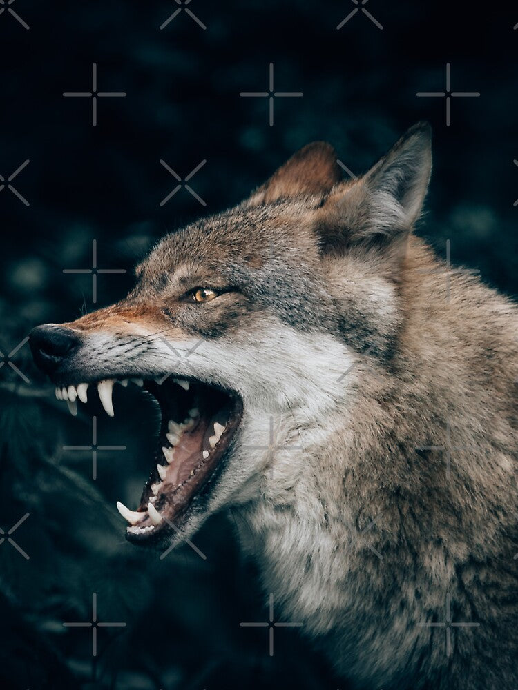Growling Teeth Grey Wolf by Alladin7