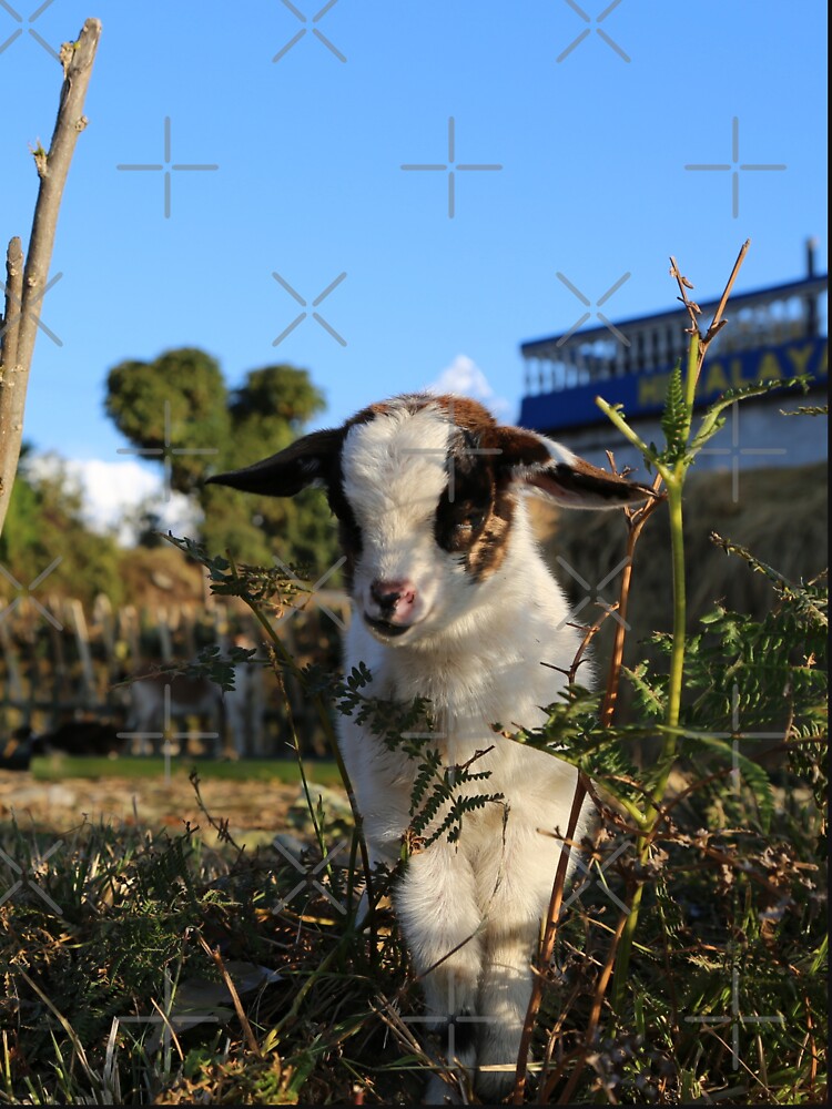 Goat farm - cute goat - white goat by animal-animal