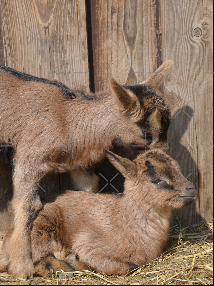 Goat farm - Funny goat by animal-animal