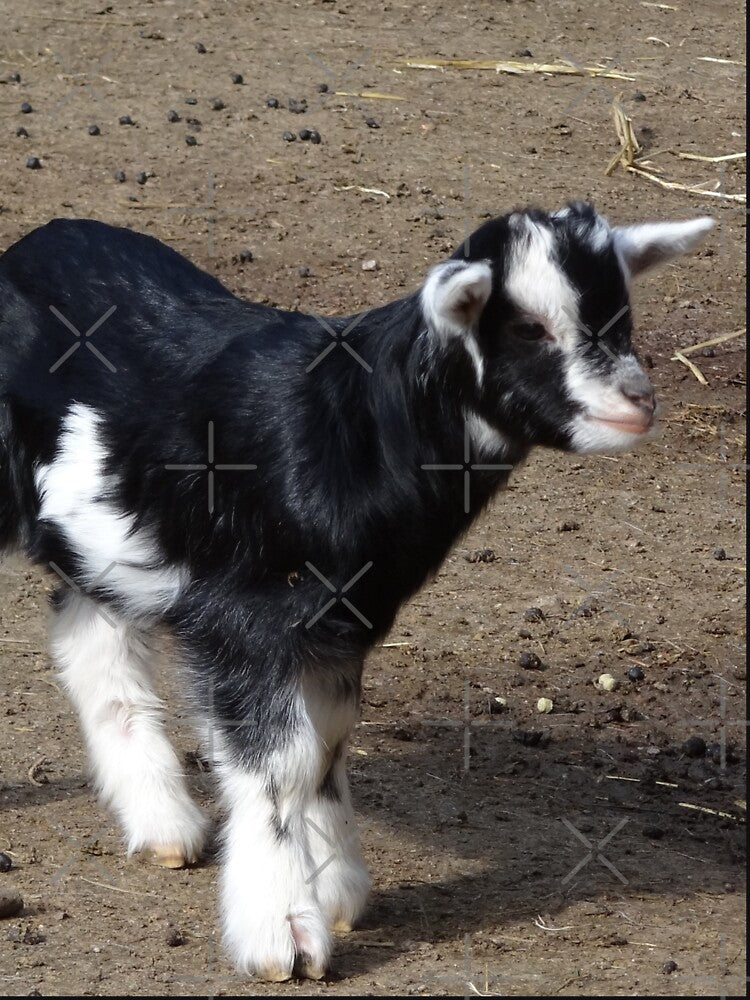 Goat farm - Funny goat - White goat - Black goat by animal-animal