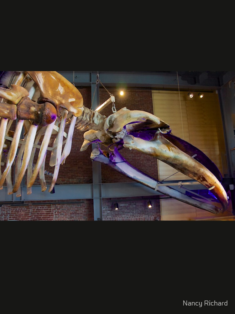 Blue Whale skeleton by Nancy Richard
