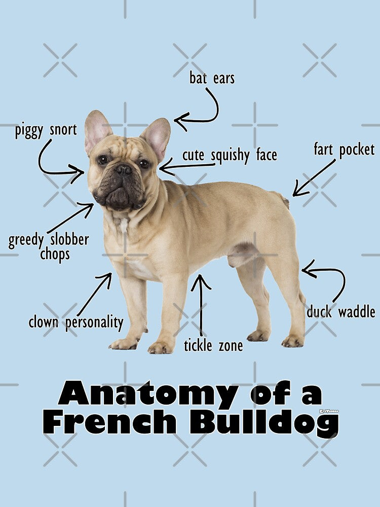 Anatomy of a French Bulldog by eyevoodoo