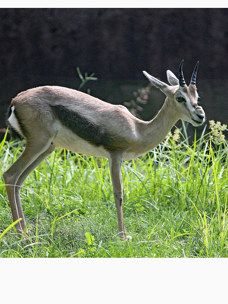 Speke's Gazelle by Strawflower Oasis