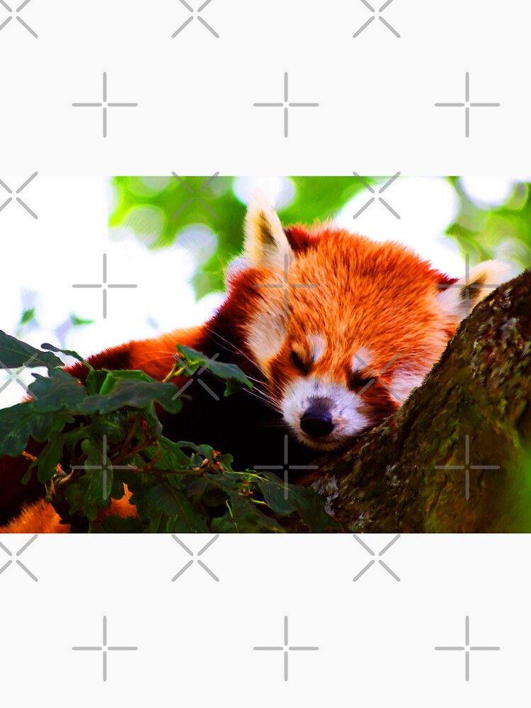 Red Panda by Focal-Art