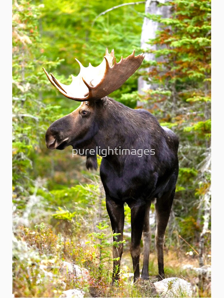 Forest Dweller by purelightimages
