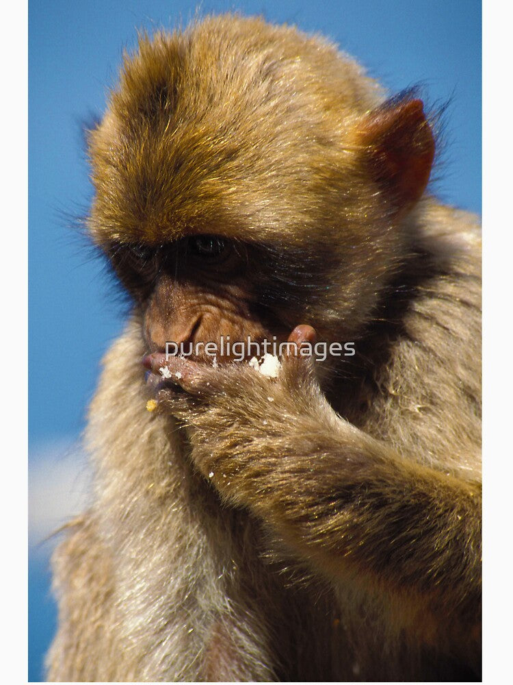 Hungry Barbary macaque by purelightimages